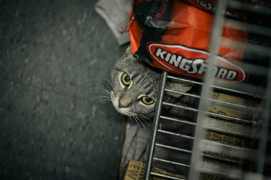 Bodega Cats in New York City to Receive Veterinary Care