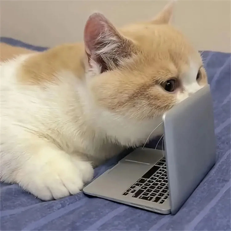 Mini Cat Laptop