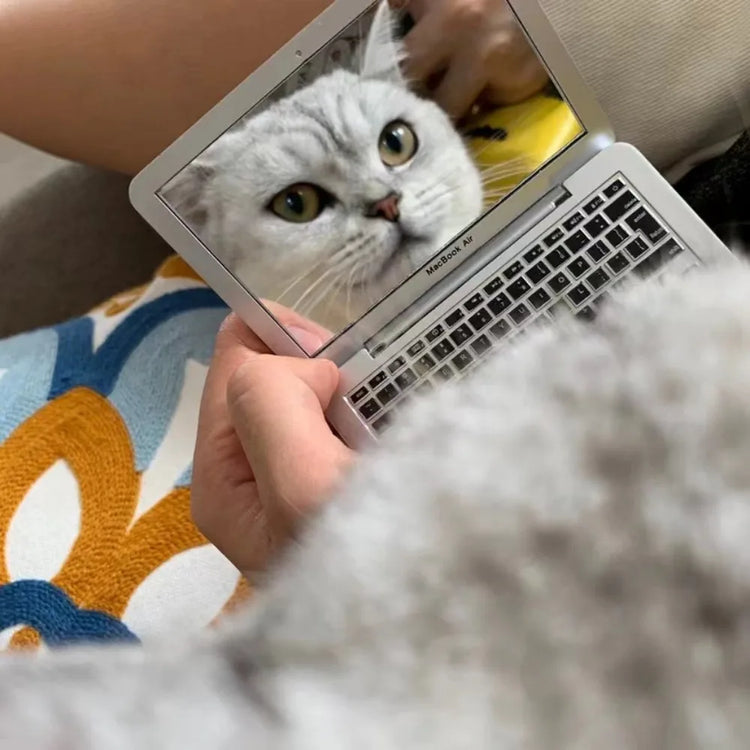 Mini Cat Laptop