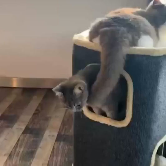 Multi-Level Cat Villa